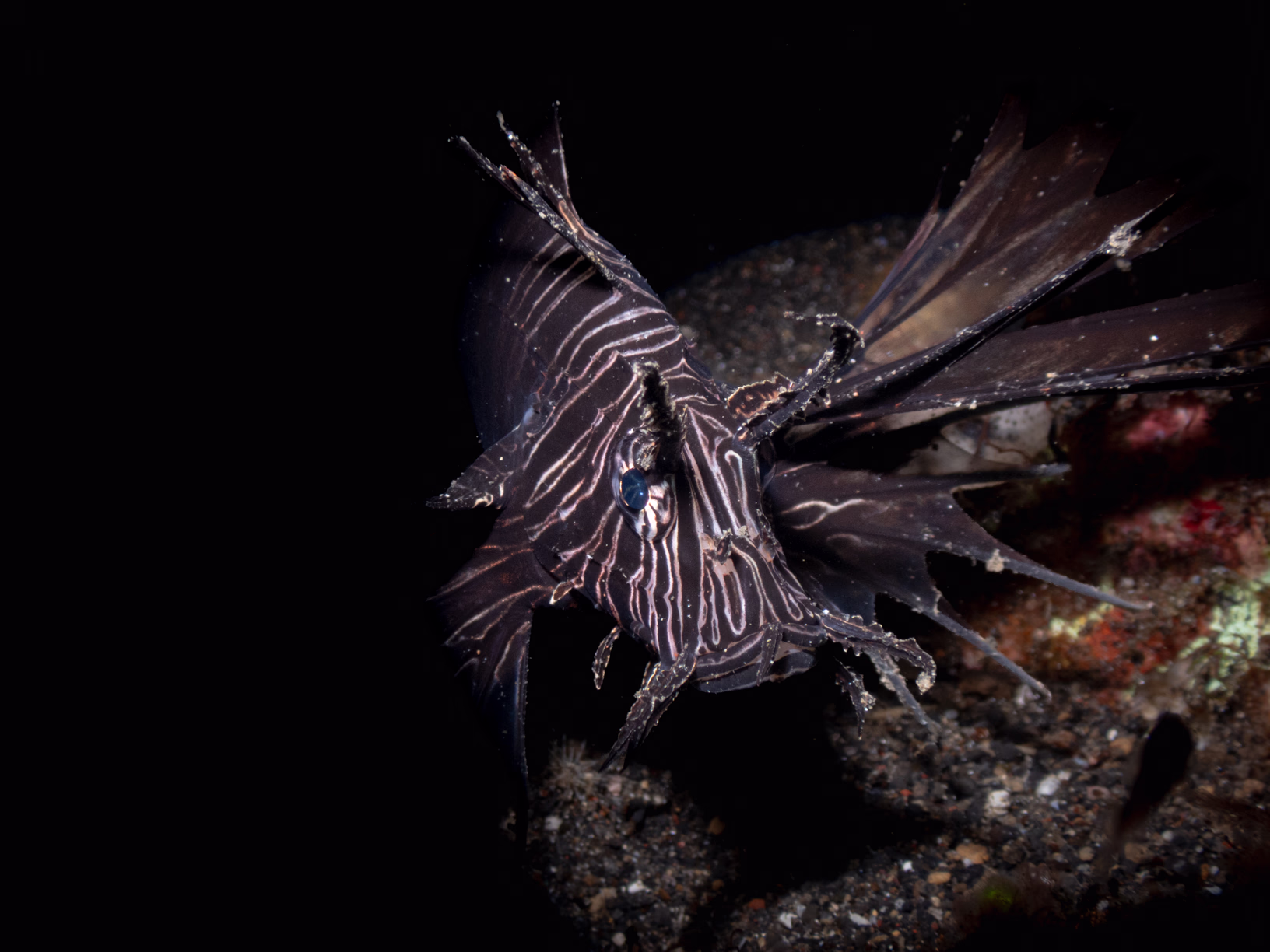 Image 54 from Lembeh 2025 album