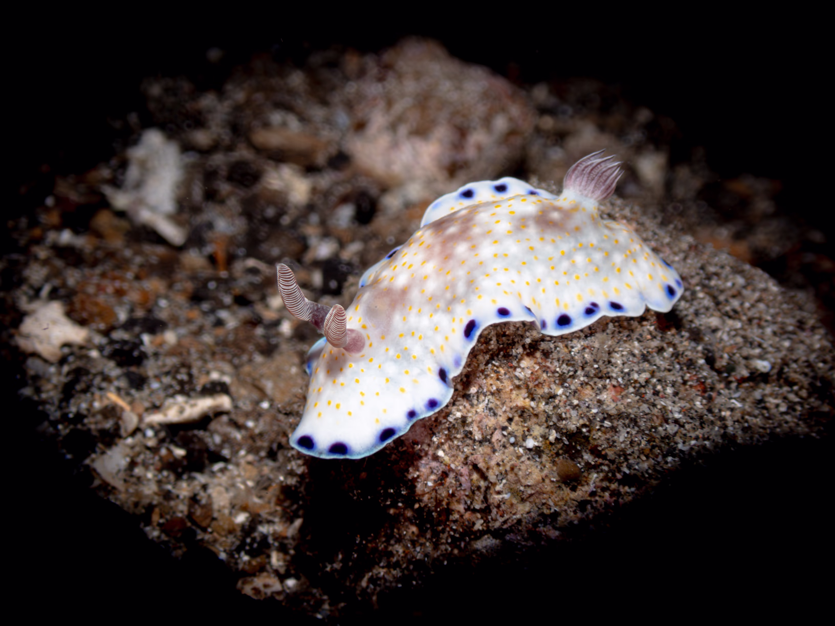 Image 55 from Lembeh 2025 album
