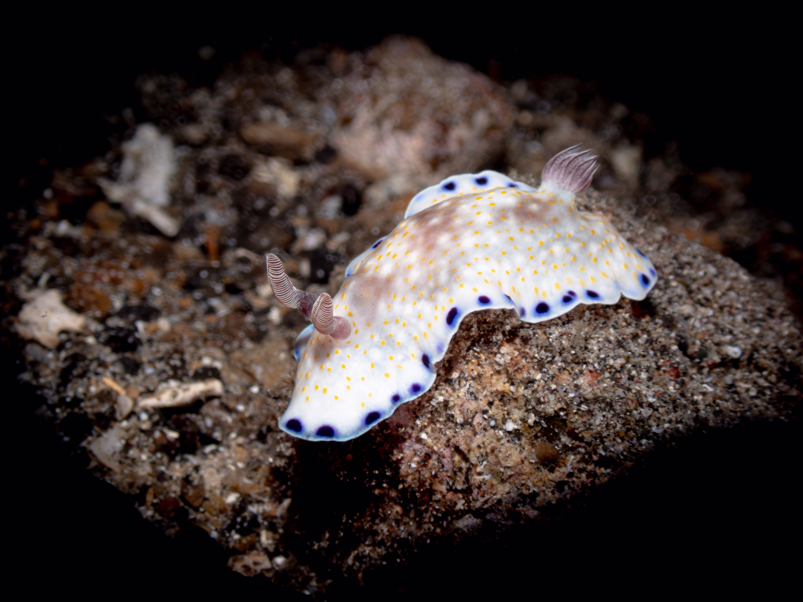 Nudibranch