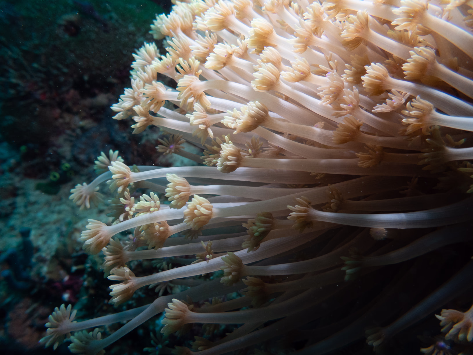 Image 2 from Philippines 2024 album