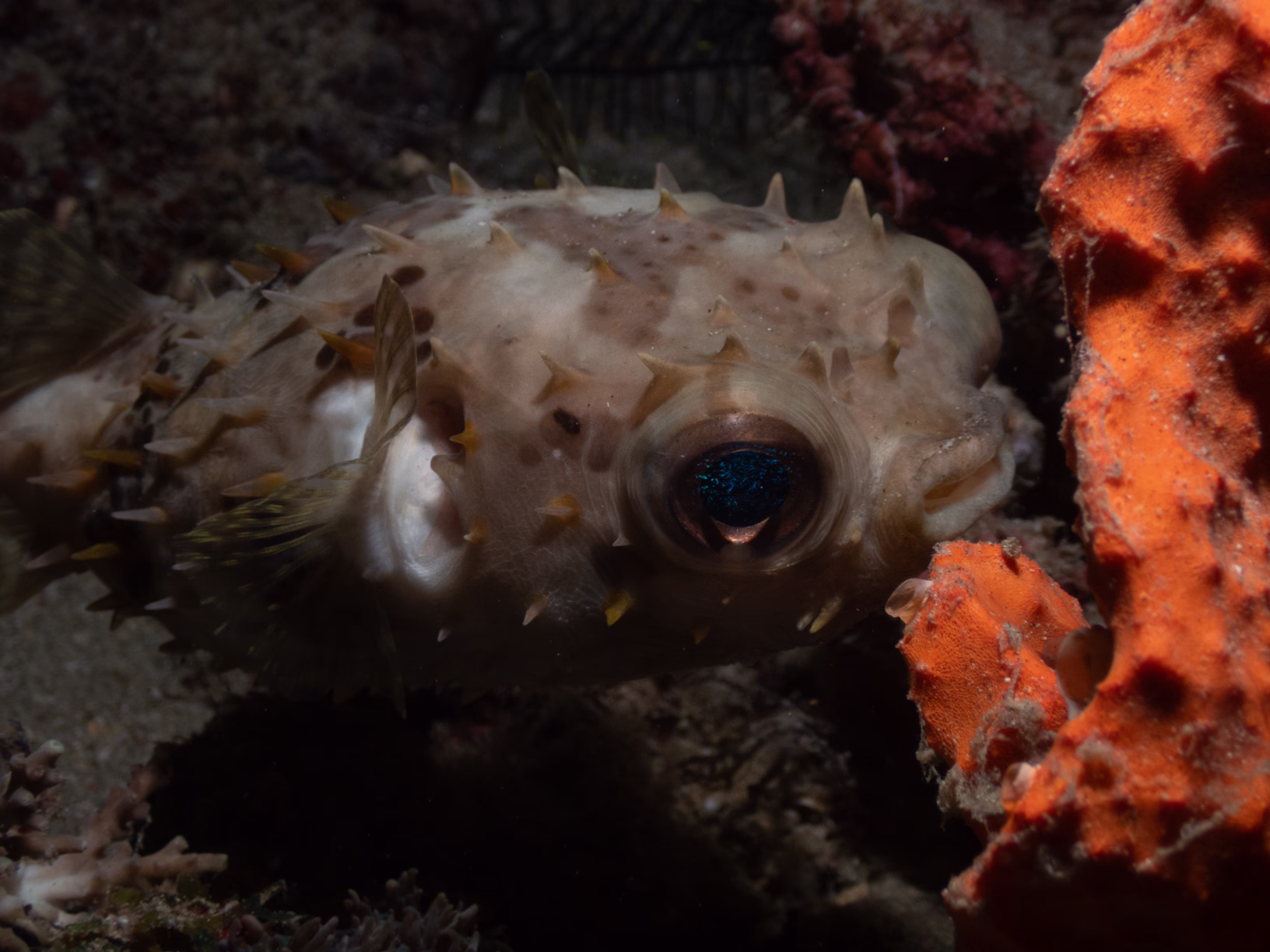 Image 5 from Philippines 2024 album