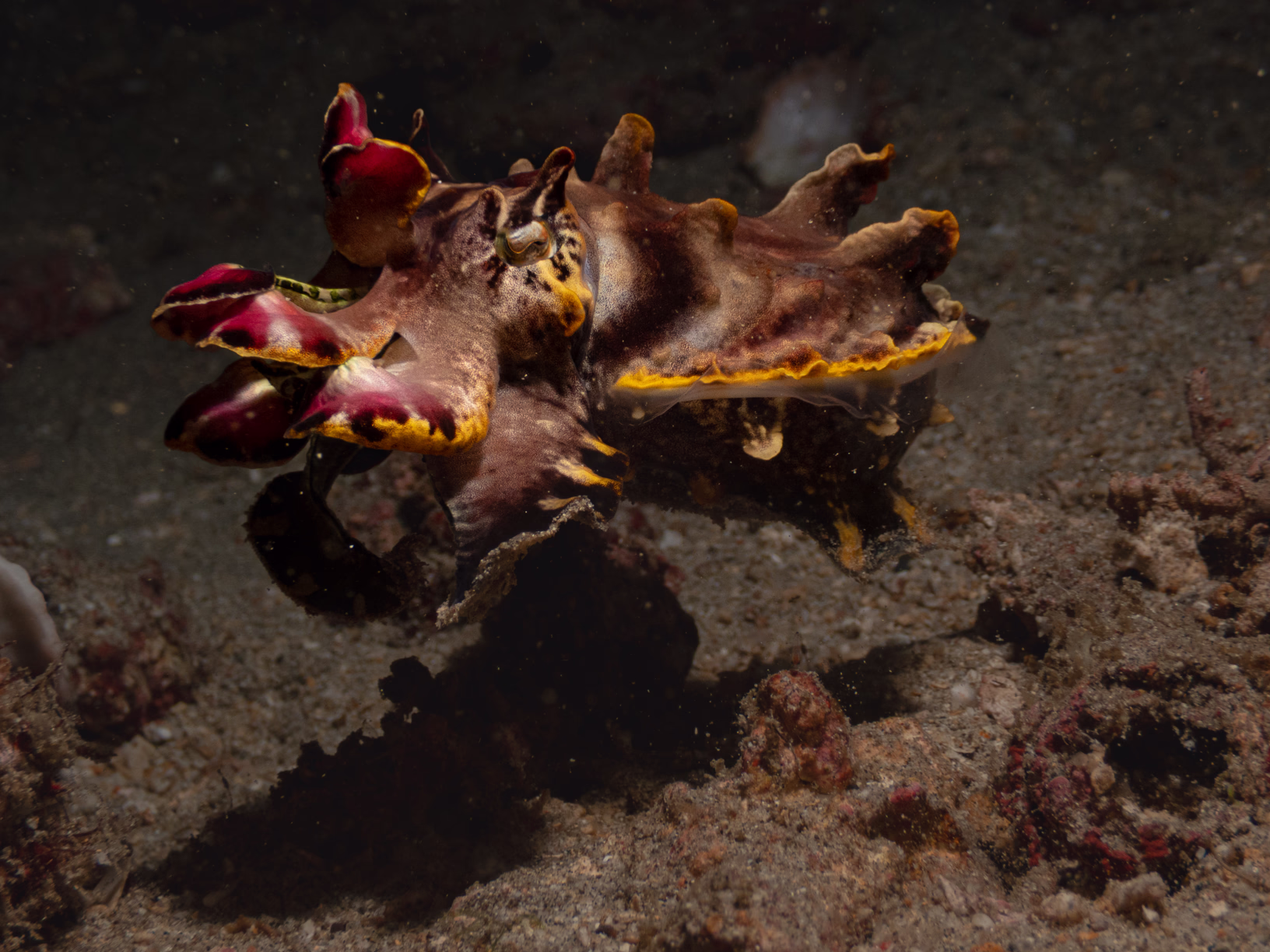 Image 7 from Philippines 2024 album