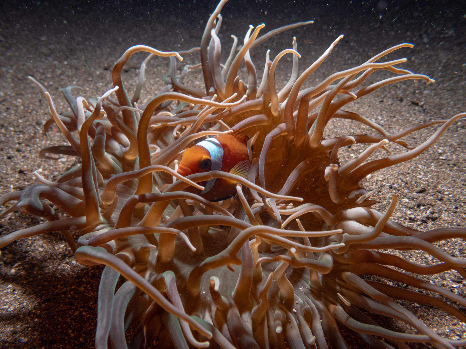 Image 8 from Philippines 2024 album