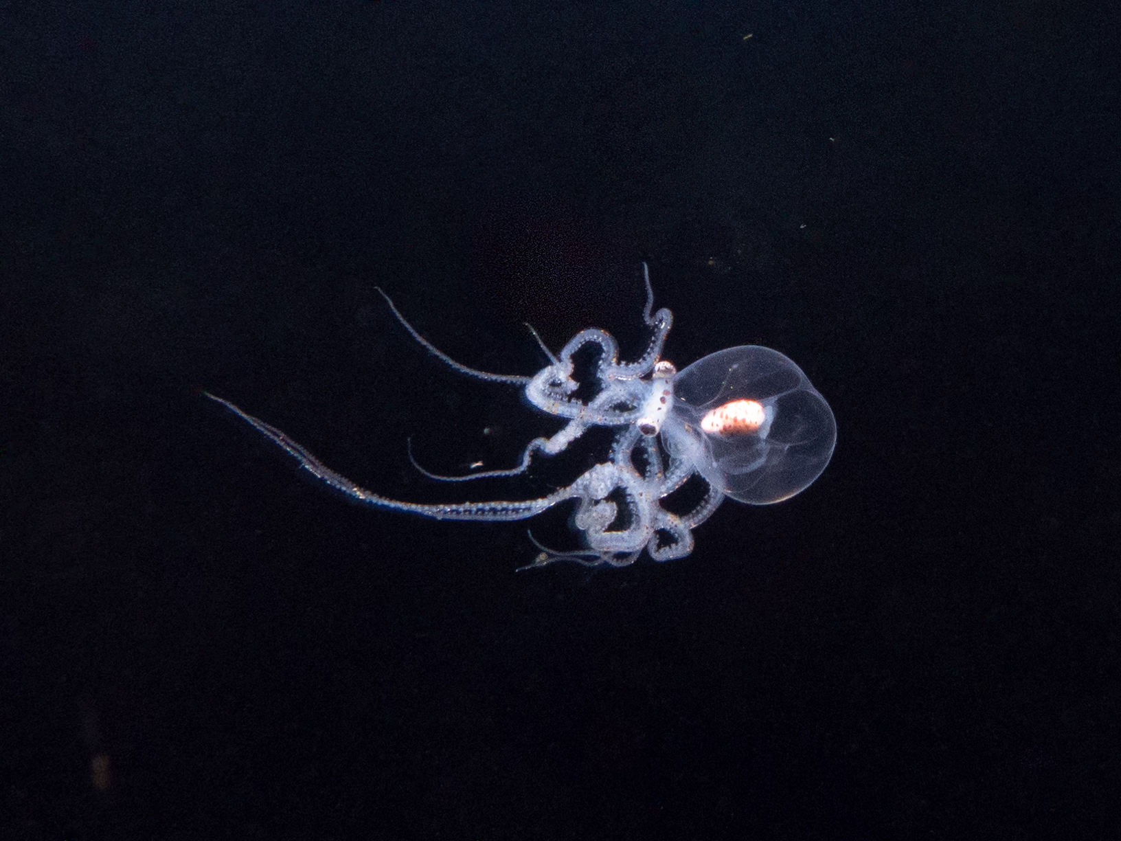 Image 14 from Philippines 2024 album