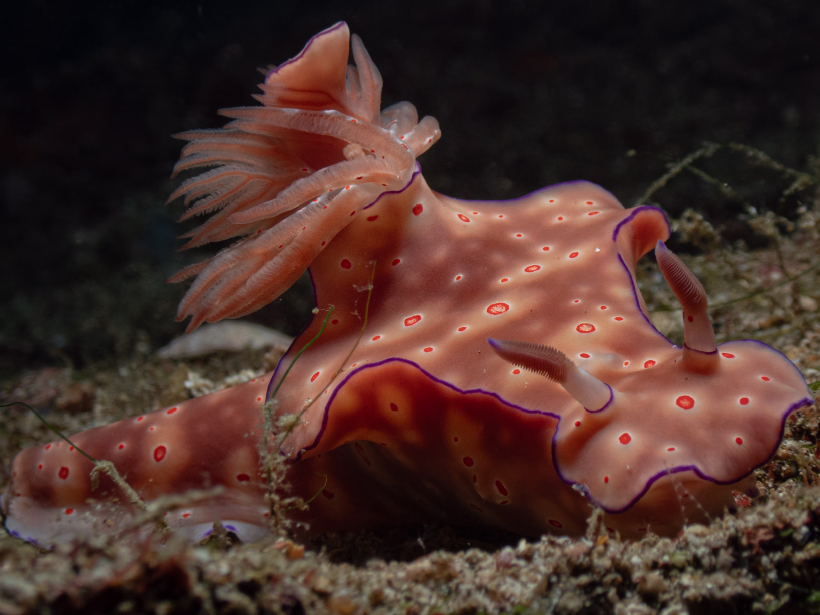 Image 16 from Philippines 2024 album