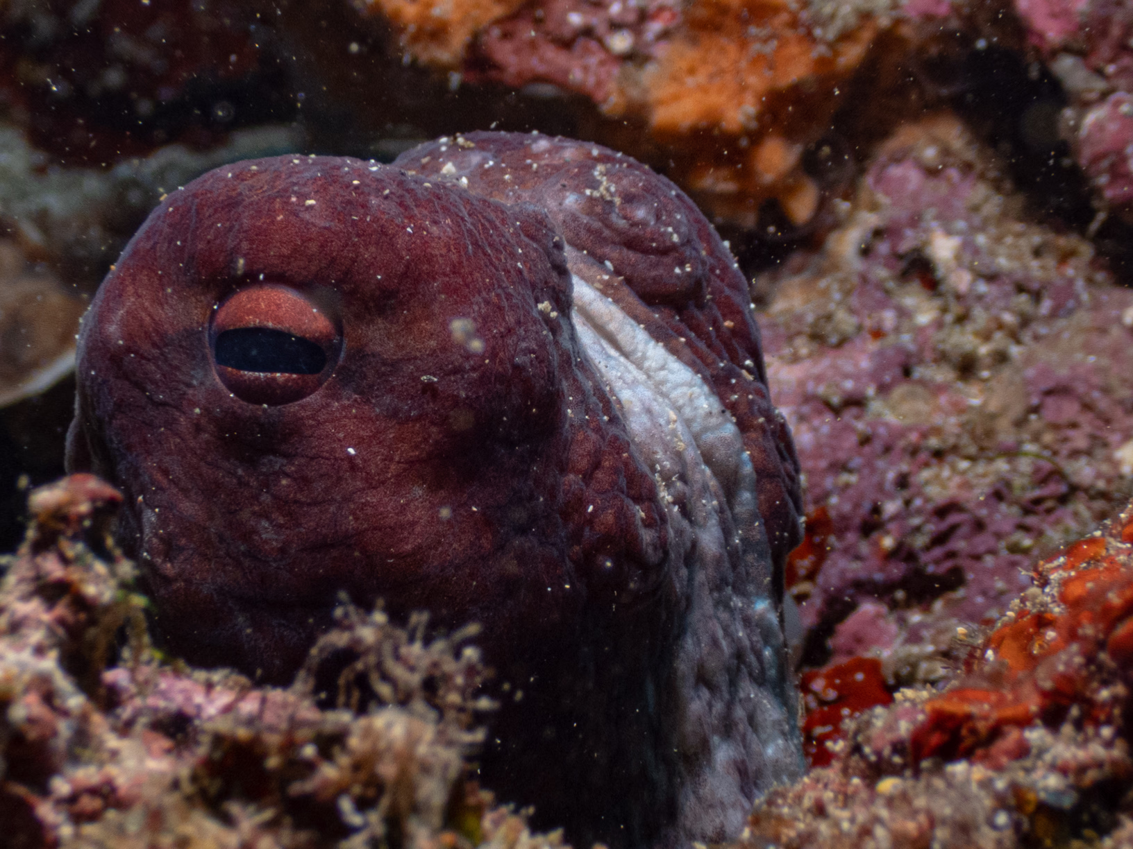 Image 17 from Philippines 2024 album