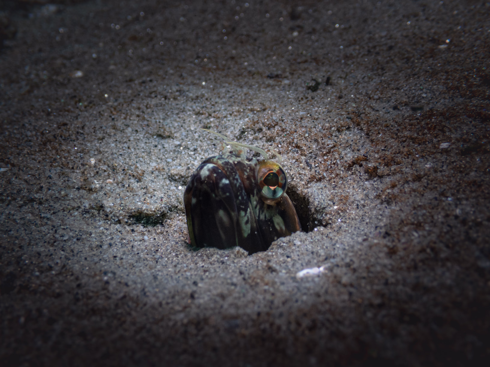 Image 2 from Monterey Miscellany album